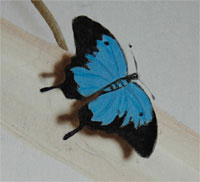 papillon bleu